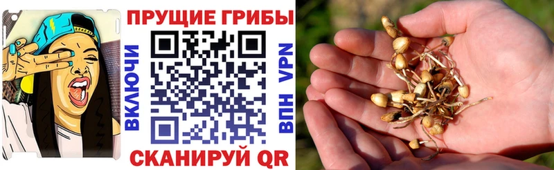 Галлюциногенные грибы Magic Shrooms  Купить закладки  Отрадное 